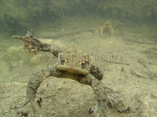 European toad male swimming in a lake Ain France