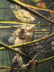 Mating of European toads in a lake Ain France