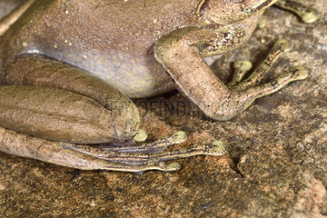 Goudot's Bright-eyed Frog (Boophis goudotii) paws  Andasibe  Perinet  Region Alaotra-Mangoro  Madagascar