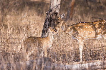 Chital or Cheetal or Chital deer  Spotted deer or Axis deer( Axis axis)  mother and baby  Ranthambore National Park  Rajasthan  India