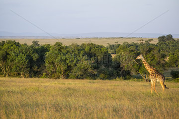 Masai Giraffe (Giraffa camelopardalis tippelskirchi)  moving in the plains  Masai-Mara National Reserve  Kenya