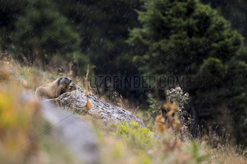 Alpine Marmot (Marmota marmota) in the rain  Jura  Switzerland