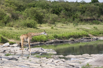 Masai Giraffe (Giraffa camelopardalis tippelskirchi)  drinking in the Talek River  Masai-Mara National Reserve  Kenya