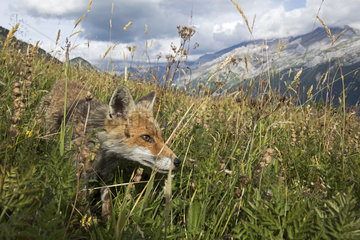 Red fox (Vulpes vulpes) female in a meadow in summer  Alps  Vaud  Switzerland.
