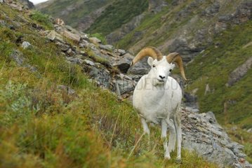Portrait of a male Dall's Sheep Denali National Park Alaska