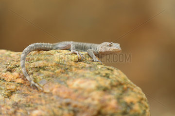 Kotschy's gecko (Cyrtopodion kotschyi)  Bulgaria
