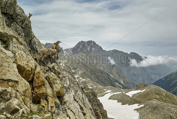 Alpine Ibex (Capra ibex) on cliff  Fremamorte Pass  Mercantour  national park  Alps  France