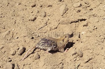 Botta's pocket Gopher and its burrow Mexico