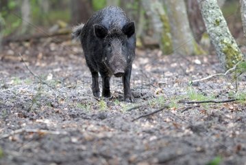 Wildschwein auf einem Weg des Walds Sologne Frankreich