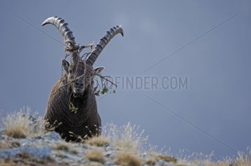 Branches on the male Ibex head Savoie
