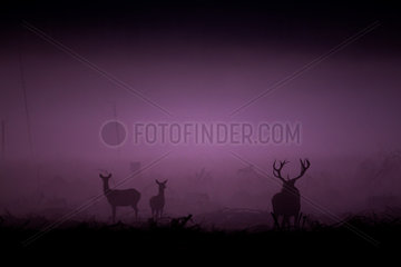 Red Deer (Cervus elaphus) silhouettes at dusk  Ardennes  Belgium