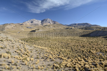 The puna and volcano Taapacá  surroundings of Putre  Parque nacional Lauca  XV Region of Arica and Parinacota  Chile
