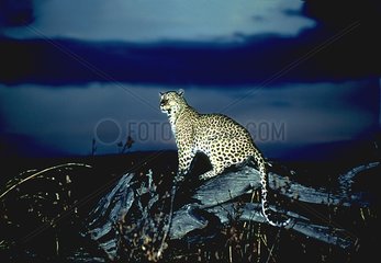 Léopard assis sur une souche de nuit Kenya