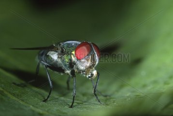 Greenbottle Fly ließ sich auf einem Blatt nieder