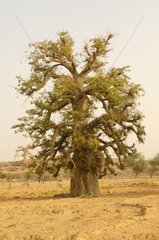 Baobab tree Dogon Country Mali