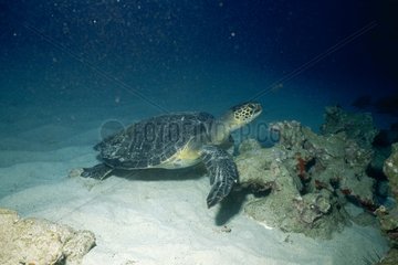 Grüne Schildkröte schwimmen Costa Rica