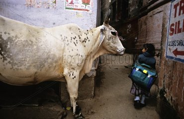 SchulmÃ¤dchen und heilige Kuh in den StraÃŸen Indiens Benares