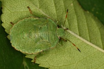Green shield bug under a leaf Belgium