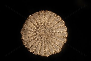 Cross section of a pungent sea urchin