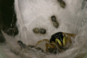 Female Jumping Spider in the middle of its cobweb Sieuras