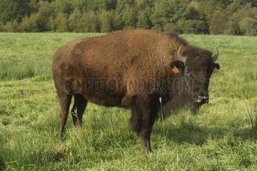Extensive animal husbandry of American Bison in Limousin
