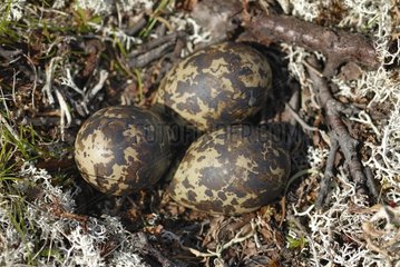 Eggs and nest of Eurasian Dotterel