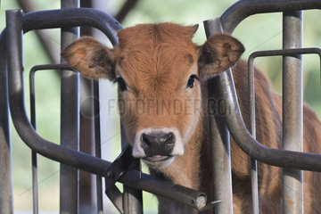 Calf Aubrac passing its head through a gate barrier looking for hay. France