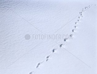 Spuren von Tier im Schnee Mercantour Park Frankreich