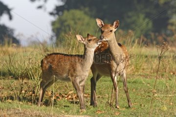 Hinde Sika deer & her fawn in autumn Great Britain