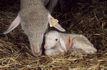 Brebis Mérinos léchant son agneau nouveau-né pour le sécher