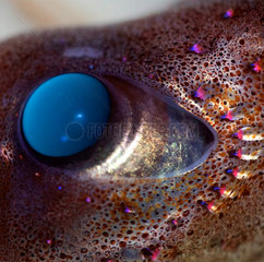 Eye of Jewel Squid (Histioteuthis eltaninae)  Kerguelen