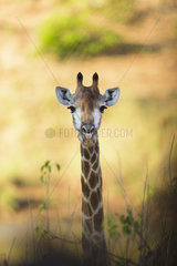 Giraffe (Giraffa Camelopardalis )  South Africa  Kruger national park