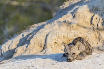 Spotted hyena (Crocuta crocuta)  young at the burrow  Sabi sand private reserve  South Africa