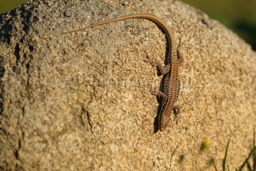 Erhard's Wall Lizard (Podarcis erhardii) on a rock  Bulgaria