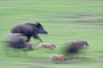 Wild boar (Sus scrofa) adulte and piglets running  Ardennes  Belgium