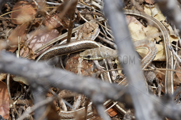 Stripe-bellied sand snake (Psammophis subtaeniatus) eating a ground agama (Agama aculeata)  Botswana