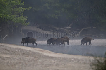 Wild boars (Sus scrofa) crossing a low arm of the Loire at dawn in the morning mist  Loire Valley  Burgundy  France