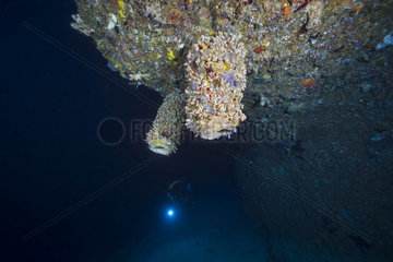 Diving at 104 m depth  Sponges on the drop off  Mayotte  Indian Ocean