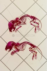 Skelettons Mausfärbung Squeletique CDTA Orleans