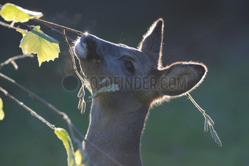 Roe deer (Capreolus capreolus) eating a leaf  Lorraine  France