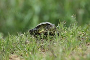 European pond turtle (Emys orbicularis) male walking  Bulgaria