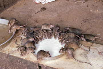 Rats (reincarnated poets  bards and storytellers) at the Temple of Karni Mata (over 600 years)  drink milk offered by pilgrims  Deshnok  Rajasthan  India