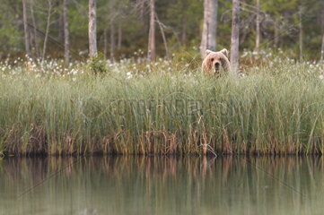 Brown Bear (Ursus arctos) on riverbank at the edge of the forest  Finland