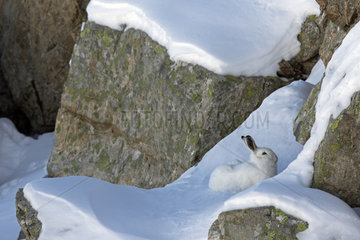 Mountain Hare (Lepus timidus) at covert in white winter coat in the Southern Alps  France