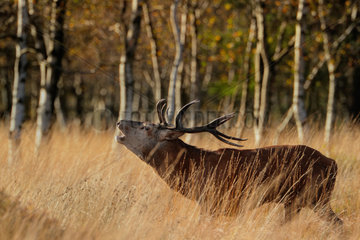 Red Deer (Cervus elaphus) Male bellowing in a clearing in autumn  Ardennes  Belgium