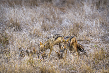 Black-backed jackals (Canis mesomelas) feeding youngs in Kruger National park  South Africa