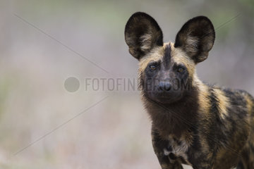 African Wild Dog (Lycaon pictus) portrait  South Africa  Kruger national park
