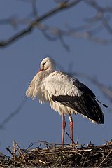 White stork with the nest