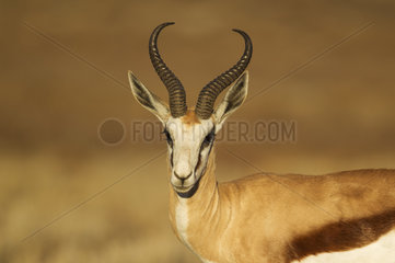 Portrait of Springbok (Antidorcas marsupialis). Male. Kalahari Desert  Kgalagadi Transfrontier Park  South Africa.