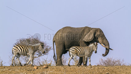 African bush elephant (Loxodonta africana) and Plains zebra (Equus quagga burchellii) in Kruger National park  South Africa